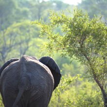 Elephant, Kruger Park
