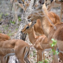 Impala, Kruger Park