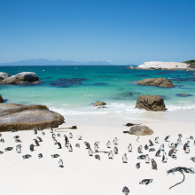 Penguins, South Africa