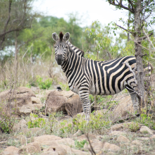 Zebra, Kruger Park