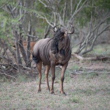 Wildebeest, Kruger Park