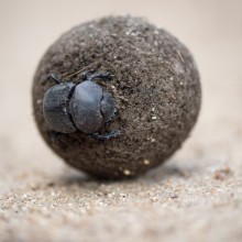 Dung Beetle, Kruger Park