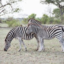 Zebras, Kruger Park