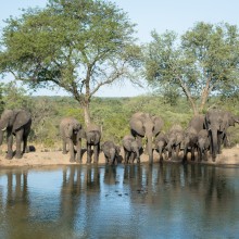 Elephants, Kruger Park