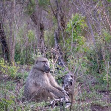 Baboon, Kruger Park