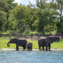 Elephants, Zimbabwe