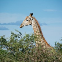 Giraffe, Zimbabwe