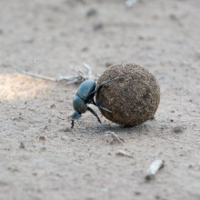 Dung Beetle, Zimbabwe