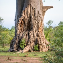 Tree, Zimbabwe