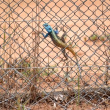 Lizard, Kruger Park