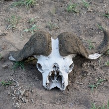 Buffalo Skull, Kruger Park