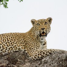 Leopard, Kruger Park