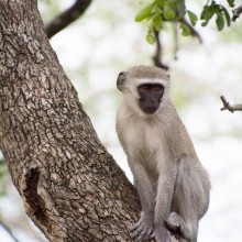 Monkey, Kruger National Park