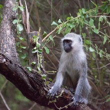 Monkey, Kruger Park