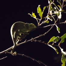 Chameleon, Kruger Park