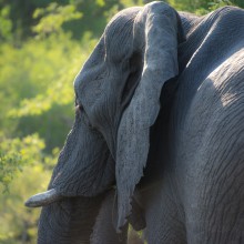 Elephant, Kruger Park