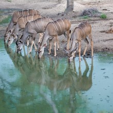 Kudu, Kruger National Park