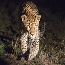 Leopard, Kruger Park